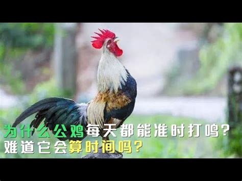 公雞啼鳴意思|公雞